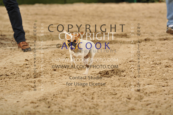 14cHounds, Ter, Horn Bl_034_PN13