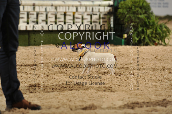 14cHounds, Ter, Horn Bl_033_PN13