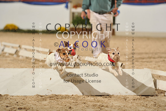 14cHounds, Ter, Horn Bl_042_PN13