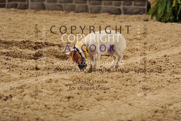 14cHounds, Ter, Horn Bl_035_PN13